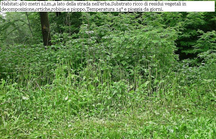 Psathyrella sp.da determinare.